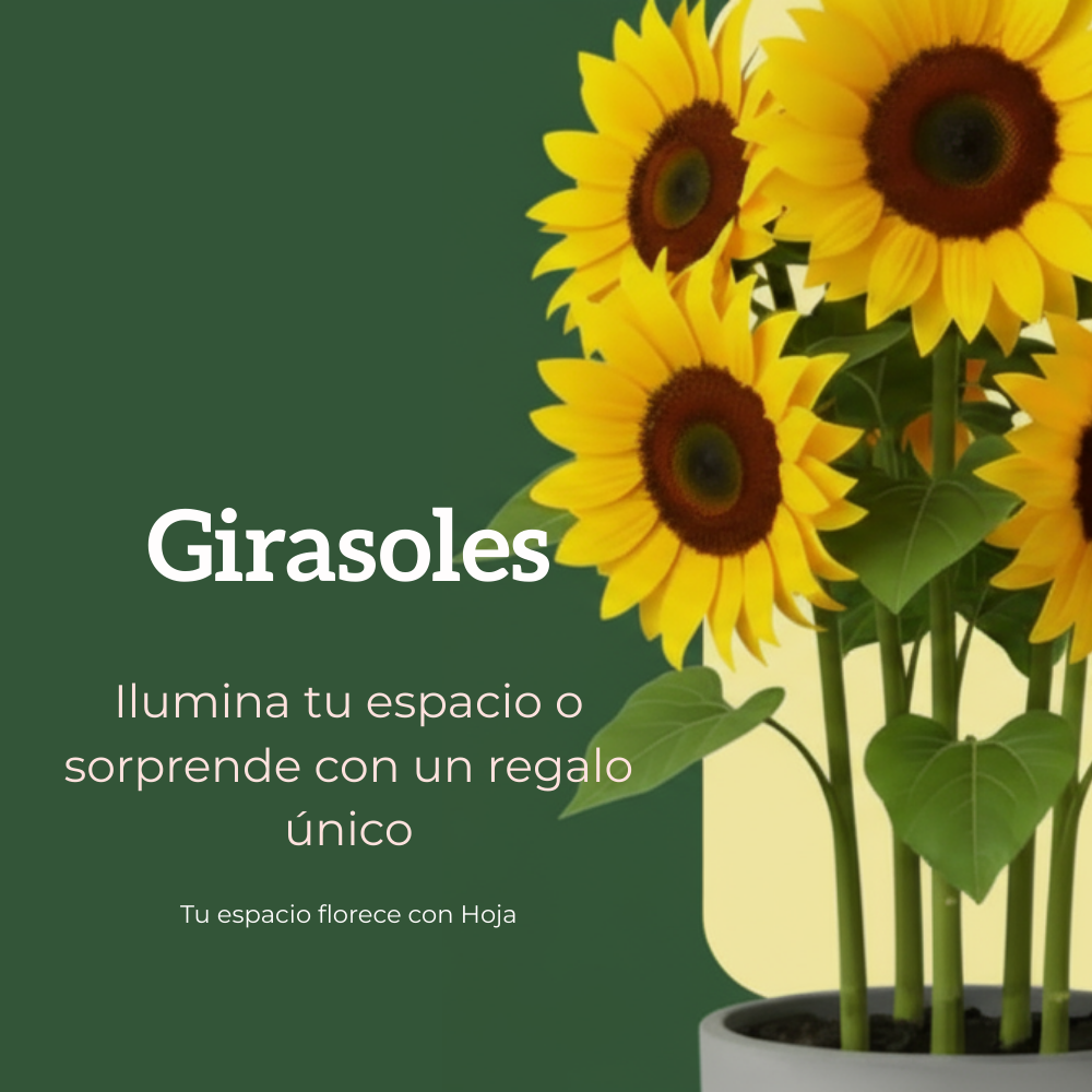 Banner Hoja - Planta Calathea